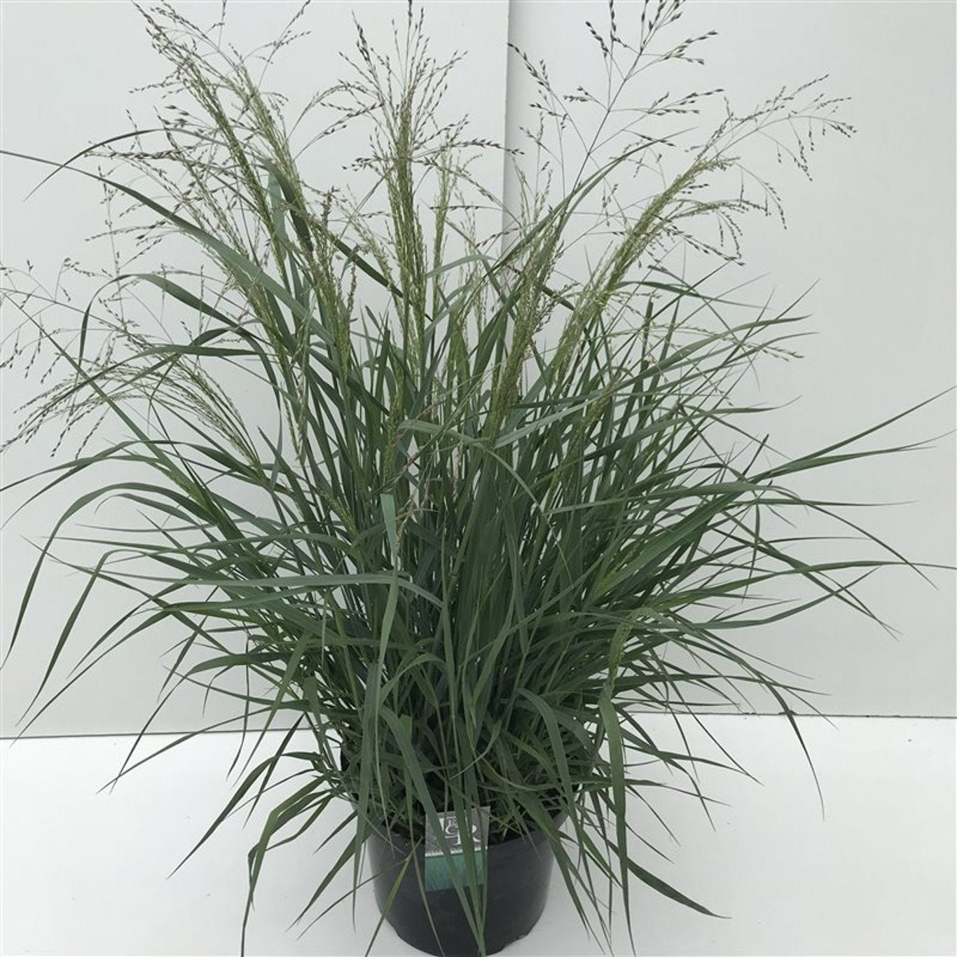 Panicum virgatum 'Prairie Sky' - C10